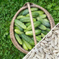 Cucumber Seeds - Boston Pickling - Organic