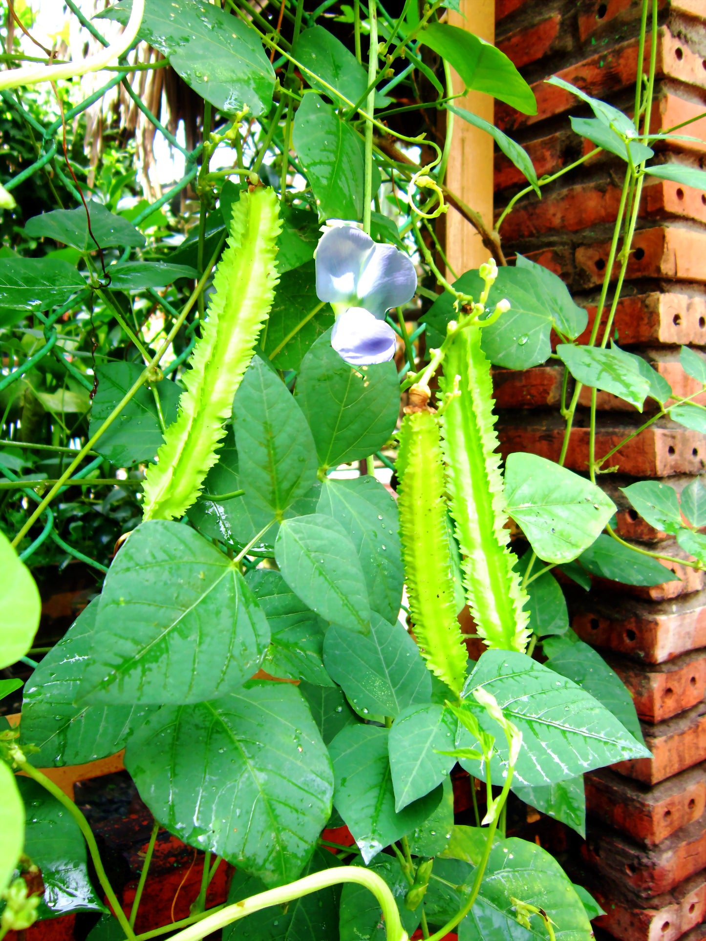 Winged Bean ( Đậu Rồng) Seeds - Heirloom, Non-GMO