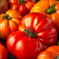 Beefsteak Tomato Seeds | NON-GMO | Heirloom