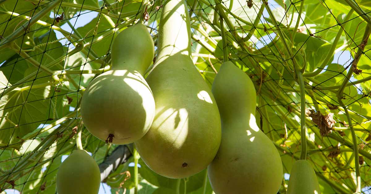 Birdhouse Gourd Seeds- Bầu Hồ Lô- HEIRLOOM NON-GMO