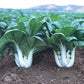 White Stem Baby Pak Choi Seeds, Nail Bai Cai, Dwarf Bok Choy, Heirloom Non-GMO US