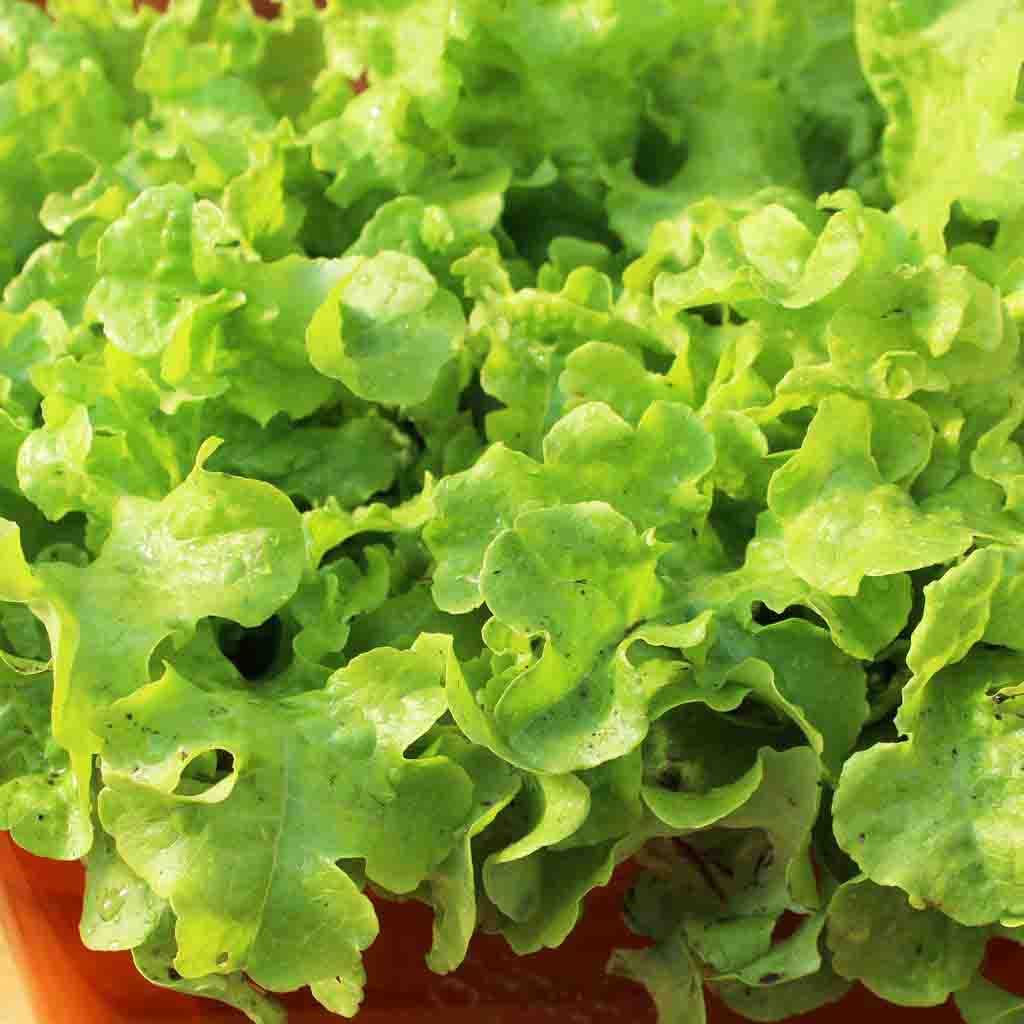Lettuce Seeds - Leaf - Grand Rapids, Heirloom, non-GMO Seeds – Mai's Family