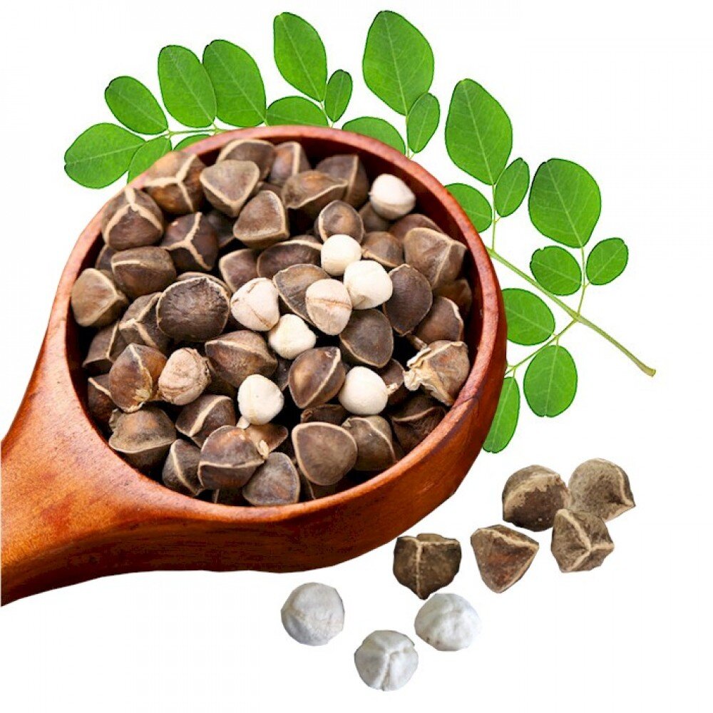 blog-1-1 Organic Moringa Oleifera Drumstick Seeds Non-GMO (Chùm Ngây)