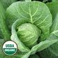 Cabbage Seeds - All Seasons - Organic