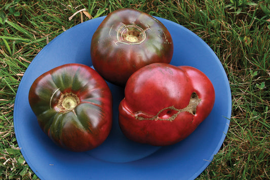 切諾基紫番茄種子，傳家寶，非基因