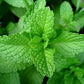 Seeds Peppermint Seeds- Herb-(Organic)