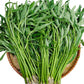 Water Spinach (Rau Muống, Ong Choy, Kangkong, Kong Xin Cai) Seeds