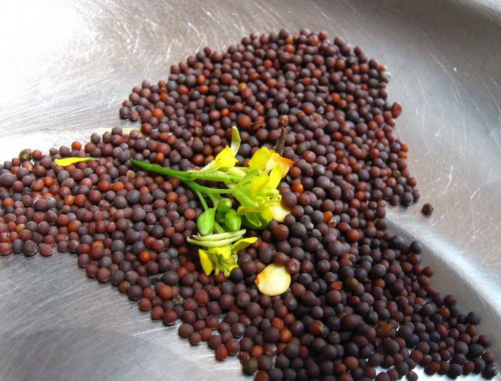 Mustard Seeds - Small Gai Choi - Heirloom. Non-GMO (Cải Bẹ Xanh)