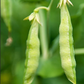 Organic Yellow Pea Sprouting Seeds - NON-GMO, Heirloom ,Microgreens