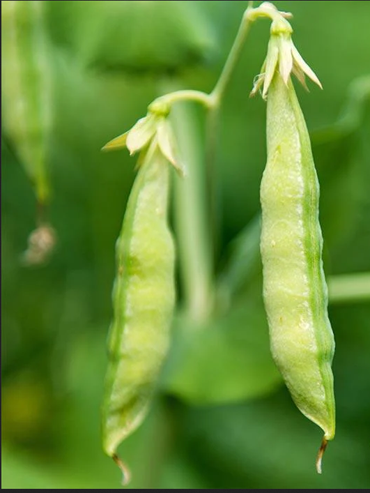 有機黃豌豆發芽種子 - 非基因改造、傳家寶、微型蔬菜