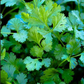 Cilantro Seeds - Slow Bolt (Organic)