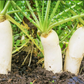 Daikon Radish -Japanese White Radish Seeds