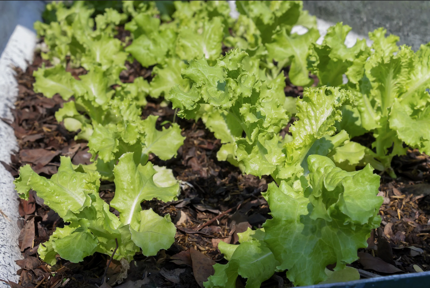 Lettuce Seeds - Leaf - Grand Rapids, Heirloom, non-GMO Seeds