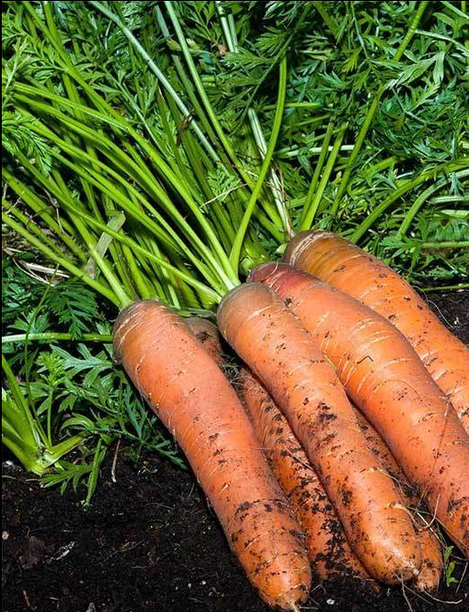 Carrot Seeds - Scarlet Nantes (Organic)