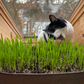 Cat Grass Seeds - Seed Blend (Organic)