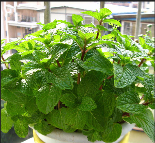 Asian Peppermint Seeds Húng Lủi | Non-GMO Heirloom