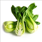Green Stem Shanghai Bok Choy Seeds | Pak Choi Cabbage BIG SALE