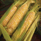 Peaches and Cream Sweet Corn Seeds, Non-GMO