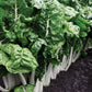 Swiss Chard- Fordhook Giant-Heirloom- Non GMO