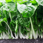 Swiss Chard- Fordhook Giant-Heirloom- Non GMO