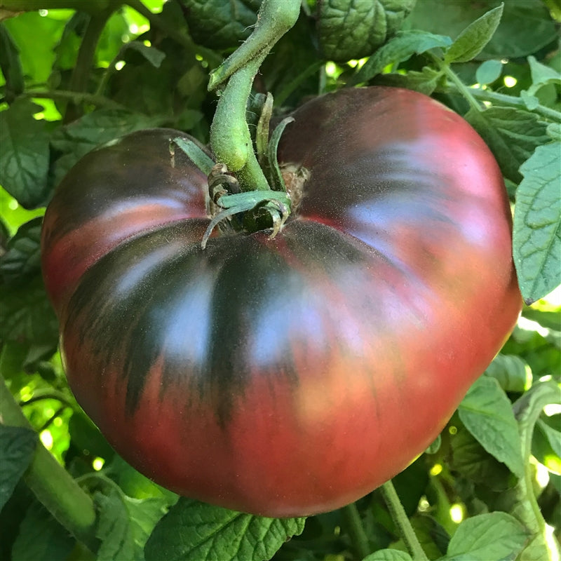 Cherokee Purple tomato seeds, heirloom, NON-GMO