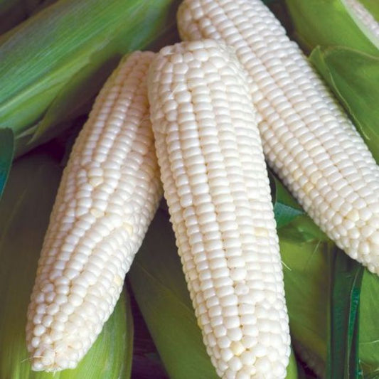Waxy Conrn seeds -Sticky Corn -Bắp nếp trắng ( bắp dẻo)