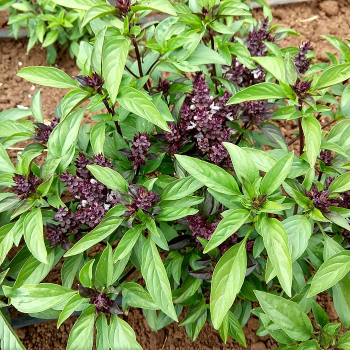 Basil Seeds Thai Sweet Large Leaf Mai s Family