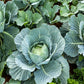 Cabbage Seeds - All Seasons - Organic