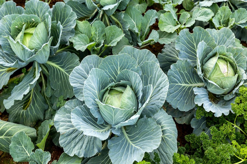 cabbage plant seeds All Seasons Cabbage Seeds – Organic Heirloom Green Cabbage – Mai's Family