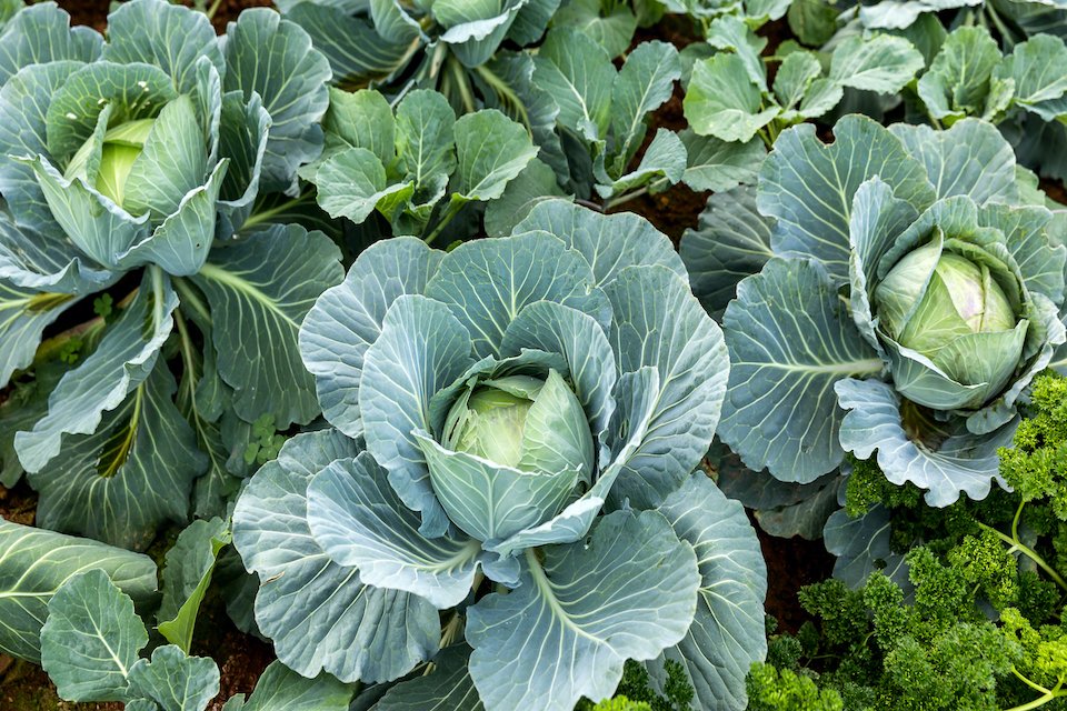 Cabbage Seeds - All Seasons - Organic