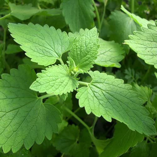 catnip plant seeds Catnip Seeds Non-GMO – Mai's Family