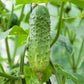 Cucumber Seeds - Boston Pickling - Organic