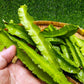 Winged Bean ( Đậu Rồng) Seeds - Heirloom, Non-GMO
