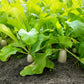 Daikon Radish -Japanese White Radish Seeds