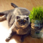 Cat Grass Seeds - Seed Blend (Organic)