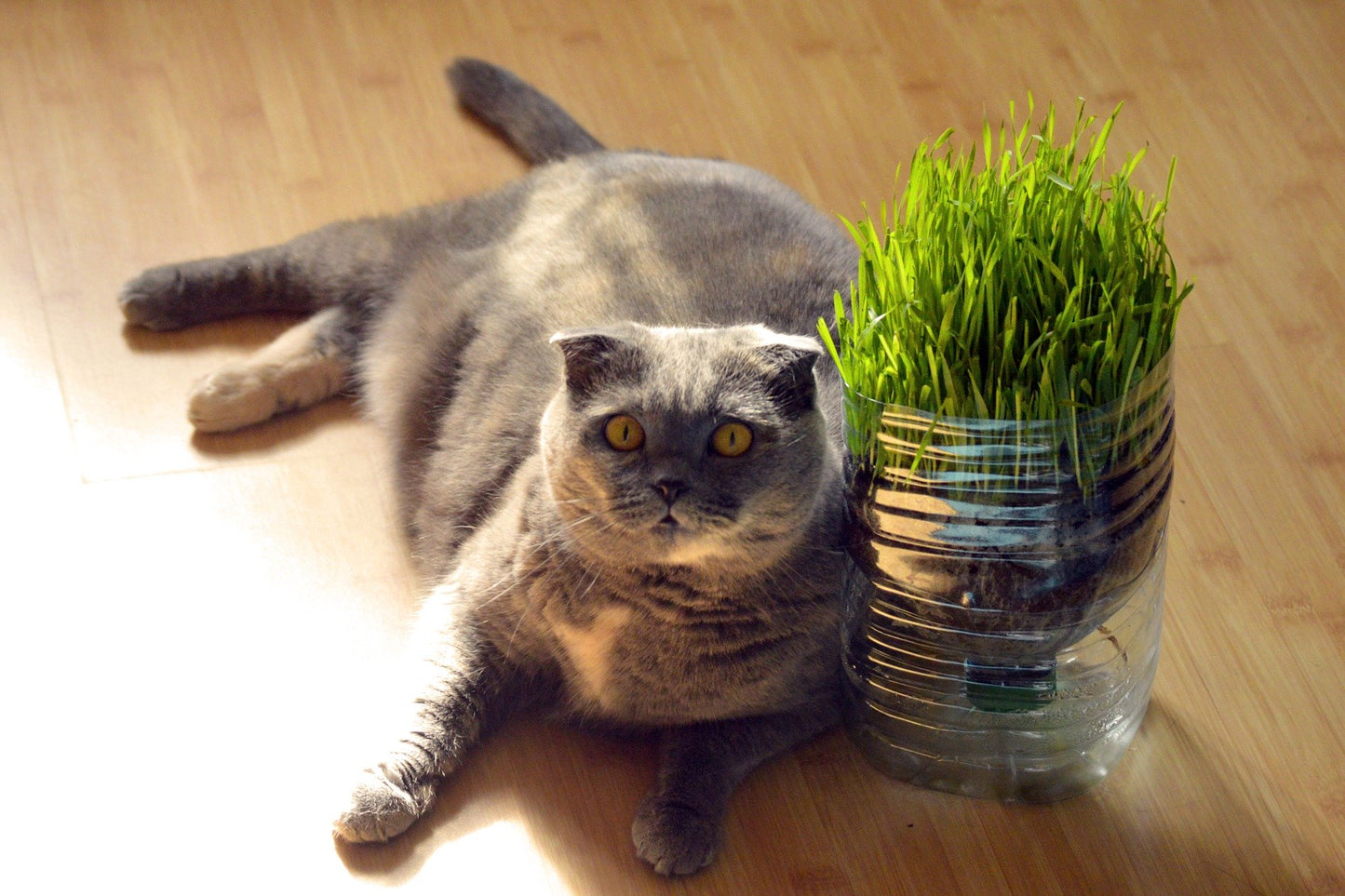 貓草種子 - 種子混合物（有機）