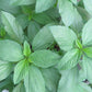 Molokhia - Egyptian Spinach Seeds (Rau Day) HeirloomNon-GMO