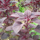 Red AMARANTH SEEDS (Rau Dền Đỏ) Non-GMO, Heirloom. Annual
