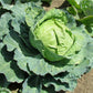 Golden Acre Cabbage Seeds | NON-GMO | Heirloom