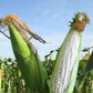 Waxy Conrn seeds -Sticky Corn -Bắp nếp trắng ( bắp dẻo)
