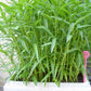 Water Spinach (Rau Muống, Ong Choy, Kangkong, Kong Xin Cai) Seeds