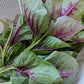 Red Stripe Leaf Amaranth seeds; 紅莧菜; Rau Dền; Red Callaloo