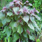 Shiso Seeds (Tía Tô) - Heirloom - Asian Culinary Herb - Non GMO