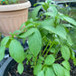 Molokhia - Egyptian Spinach Seeds (Rau Day) HeirloomNon-GMO