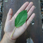 Molokhia - Egyptian Spinach Seeds (Rau Day) HeirloomNon-GMO