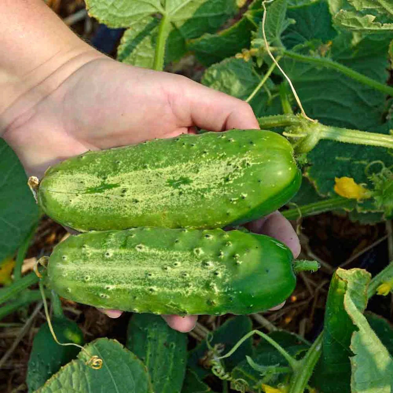 Cucumber Seeds - Boston Pickling - Organic