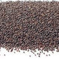 Seeds Peppermint Seeds- Herb-(Organic)