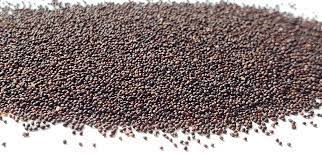 peppermint plant seeds Seeds Peppermint Seeds- Herb-(Organic) – Mai's Family