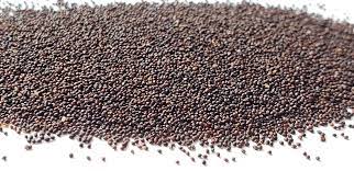 Seeds Peppermint Seeds- Herb-(Organic)