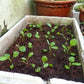 Broccoli Seeds - Chinese Broccoli - Kailaan (Cải Rổ, Gai Lan)